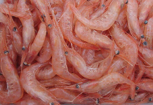 Image of northern prawn