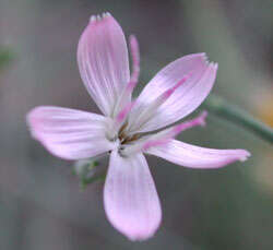 Image of brownplume wirelettuce