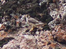 Image of Falco peregrinus babylonicus Sclater & PL 1861