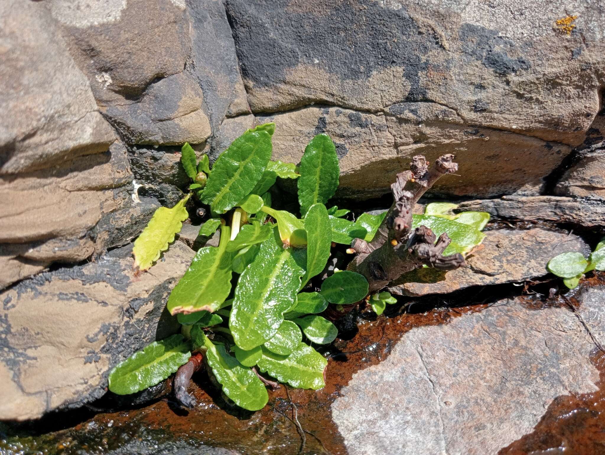 Rumex neglectus T. Kirk resmi