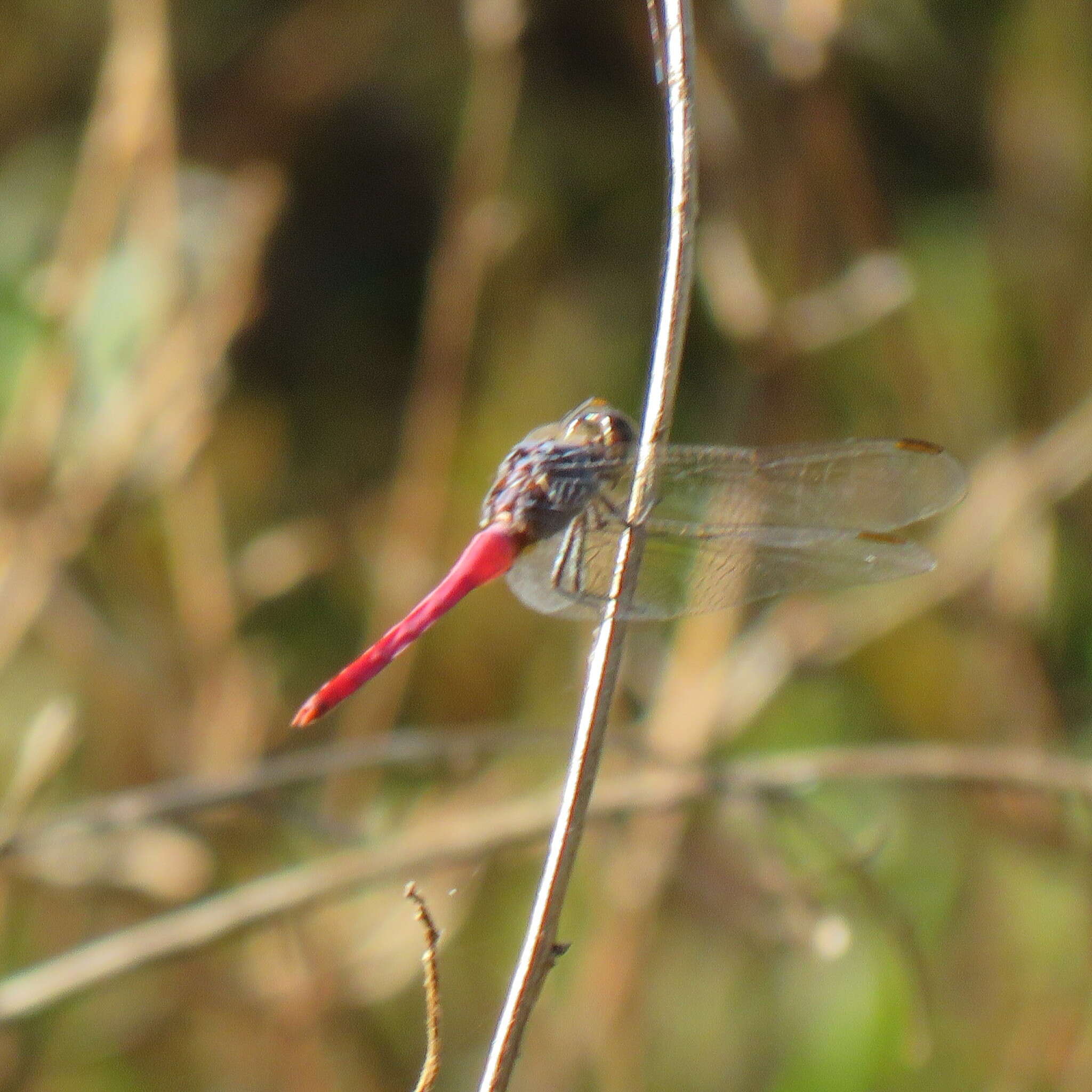 Image of Rosy Skimmer