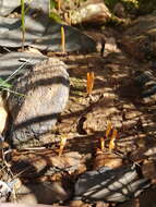 Image of Clavulinopsis luteoalba (Rea) Corner 1950