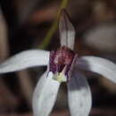 Image of Caladenia saccharata Rchb. fil.