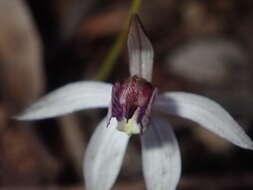Image of Caladenia saccharata Rchb. fil.
