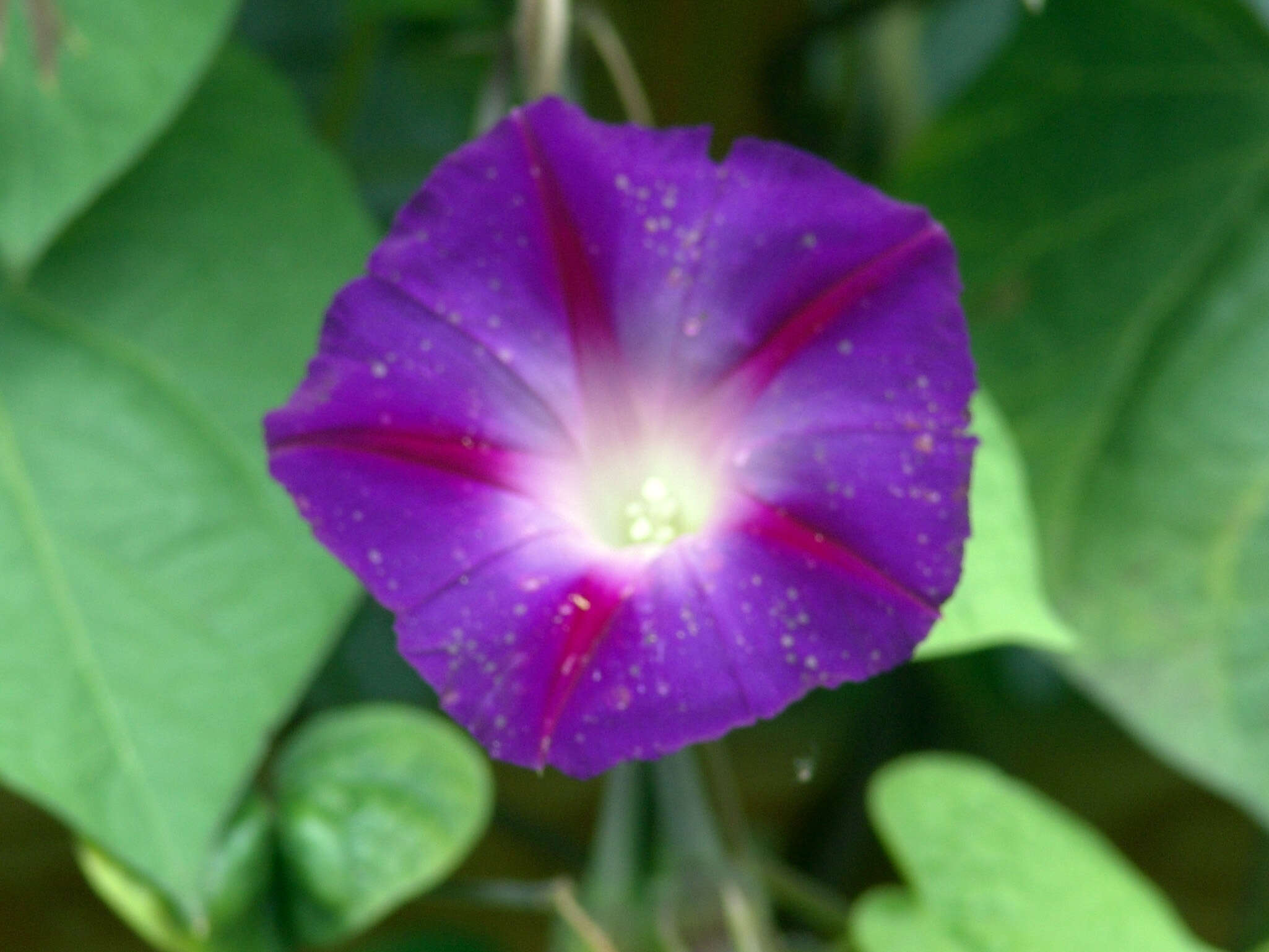 Image of tall morning-glory