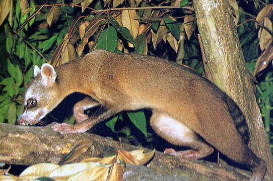 Image of Crab-eating Raccoon