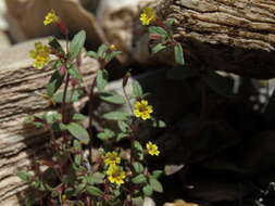 Erythranthe rubella (A. Gray) N. S. Fraga resmi