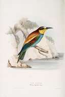 Image of bee-eater, european bee-eater