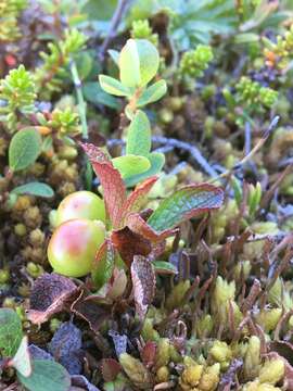 Image of Alpine bearberry