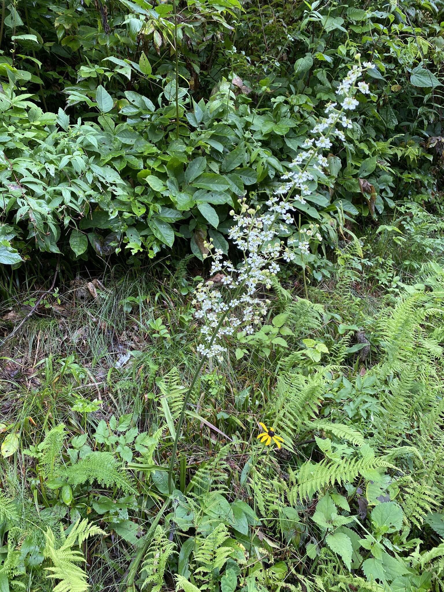 Sivun Veratrum hybridum (Walter) J. H. Zimmerman ex Zomlefer kuva