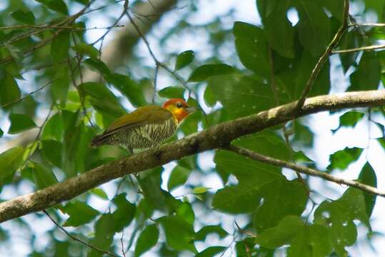 Image of Yellow-throated Woodpecker