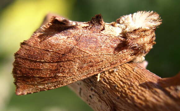 Image of Coxcomb Prominent