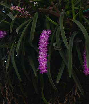 Слика од Aerides multiflora Roxb.