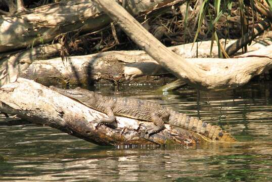 Image of Australian Freshwater Crocodile