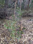 Image of Clematis linearifolia Steud.