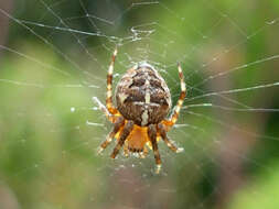 Image of Araneus