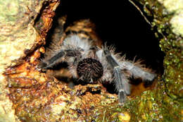 Image of Lasiodora subcanens Mello-Leitão 1921