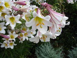 Imagem de Lilium regale E. H. Wilson