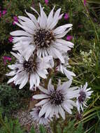 Image of Berkheya purpurea (DC.) Benth. & Hook. fil. ex Mast.