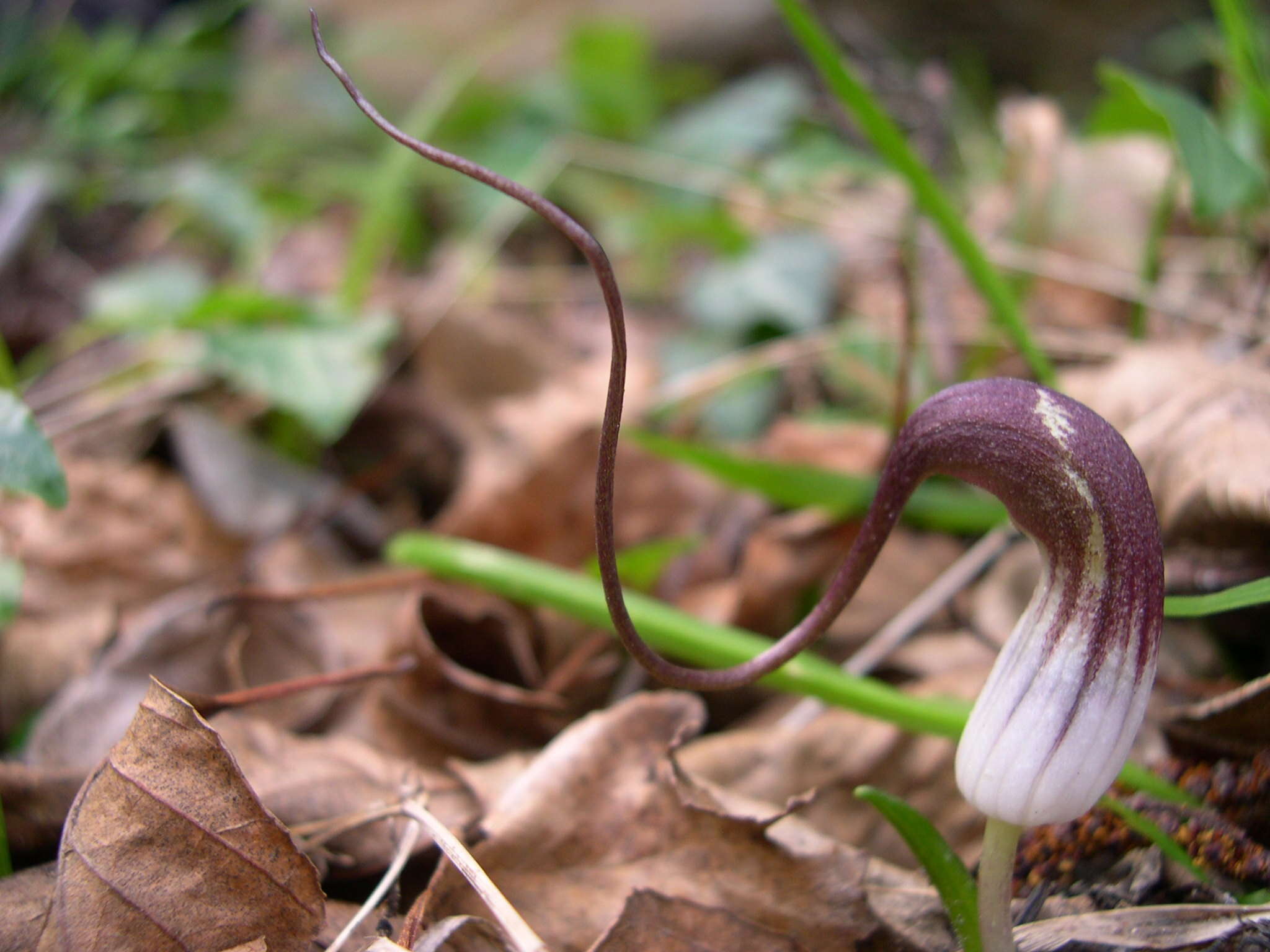 Image of Arisarum proboscideum (L.) Savi