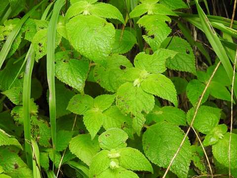 Image of Achimenes misera Lindl.