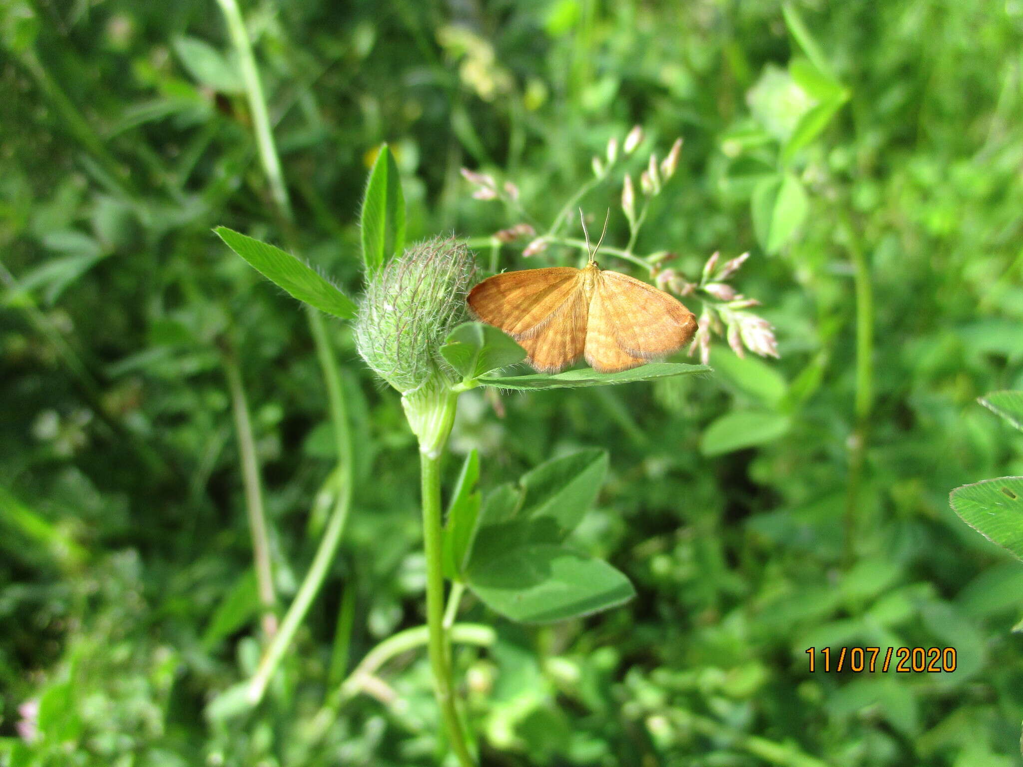 صورة Idaea serpentata Hüfnagel 1767