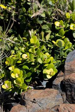 Image of Eugenia capensis subsp. capensis