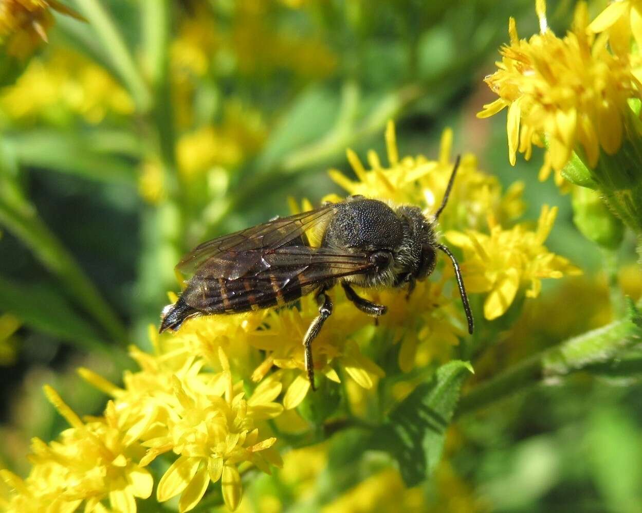 Imagem de Coelioxys alatus Förster 1853