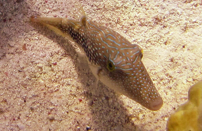 Image of Pufferfish