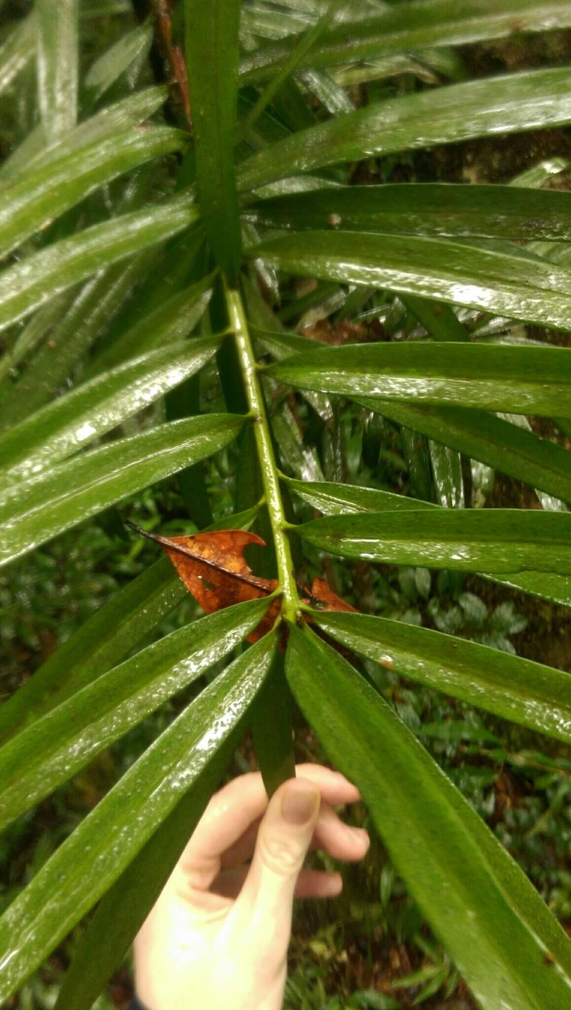 Image of Podocarpus madagascariensis Baker