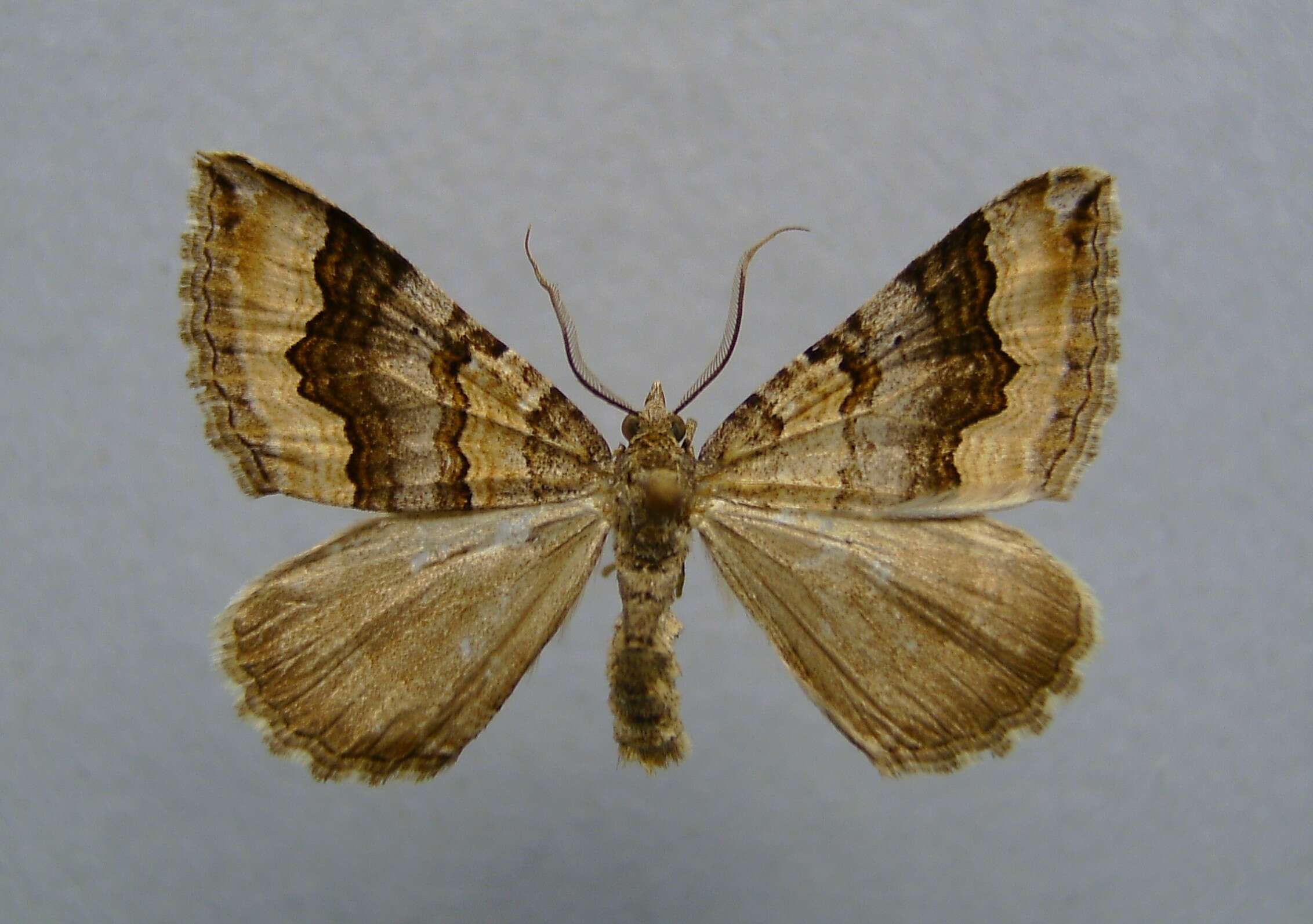 Image of Scotopteryx coelinaria Graslin 1863