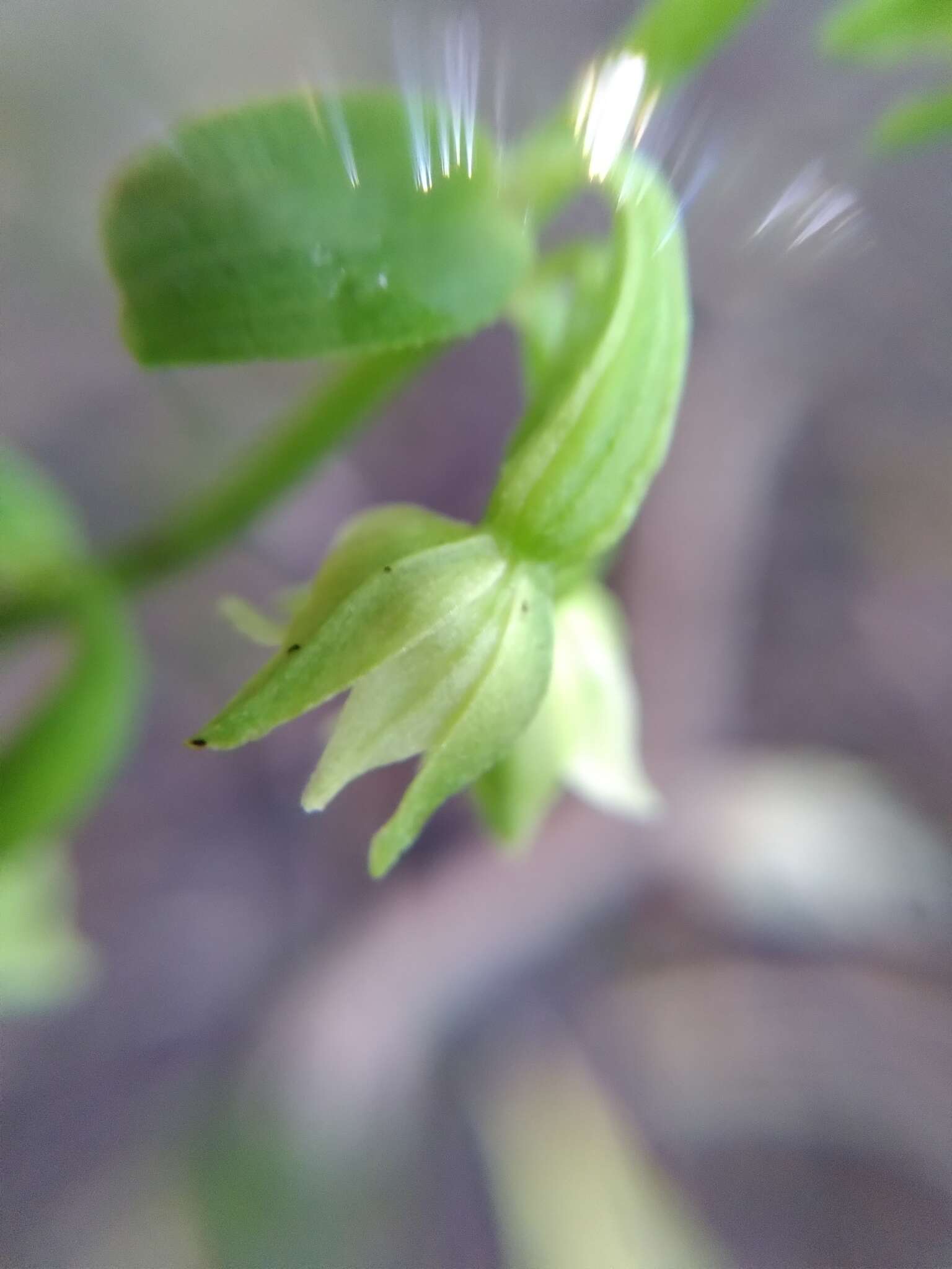 Image of Green-Flowered Helleborne