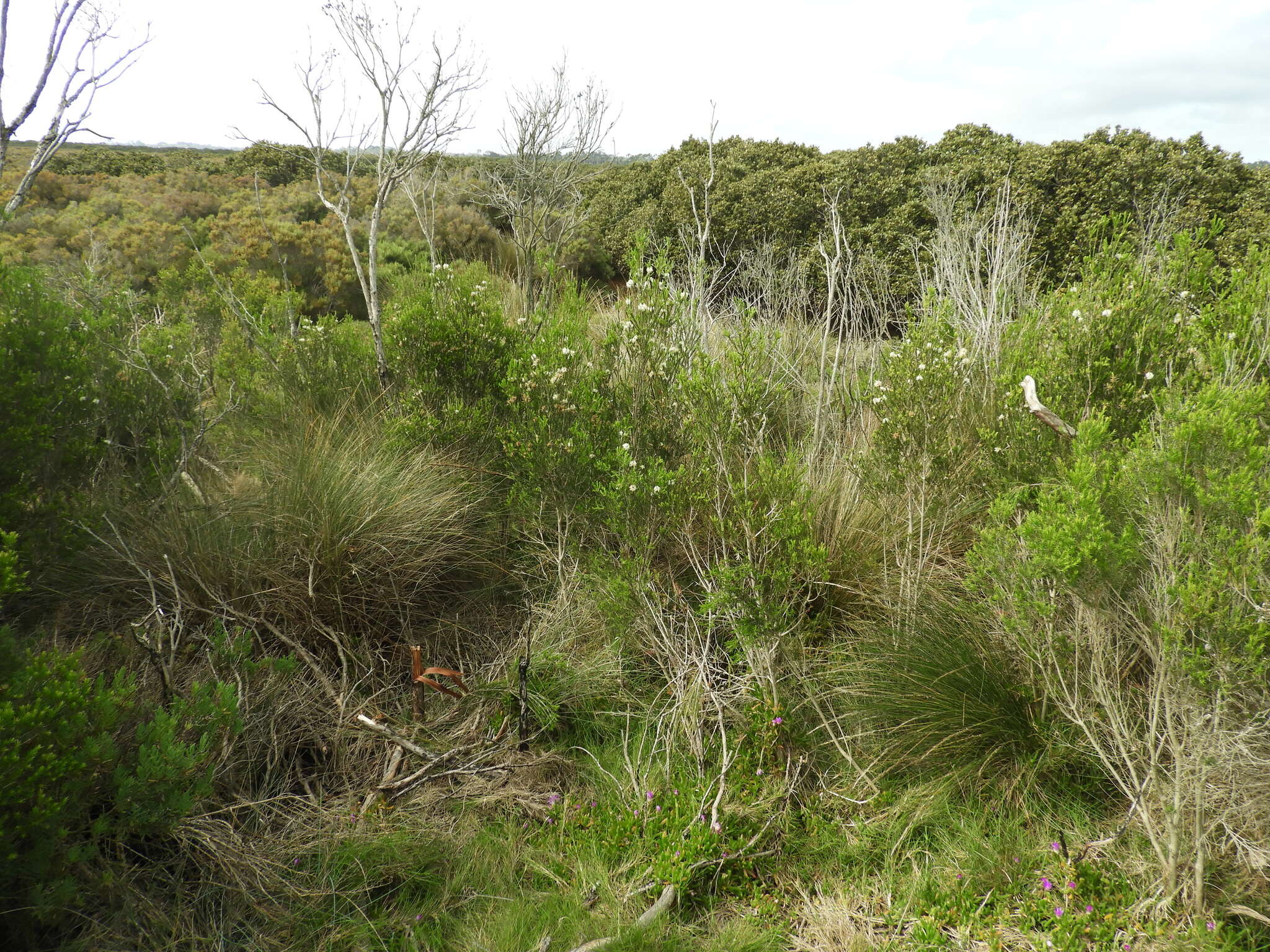 Sivun Melaleuca ericifolia Sm. kuva