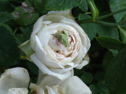 Rosa moschata J. Herrmann的圖片