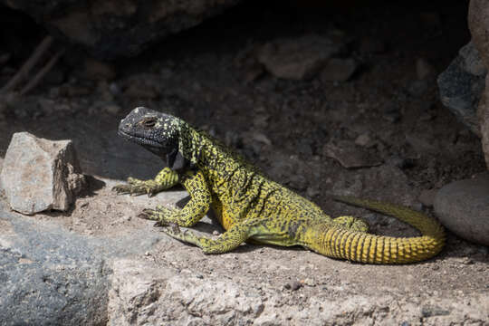 Image of Phymaturus loboi Troncoso-Palacios, Ferri-Yáñez, Laspiur & Aguilar 2019