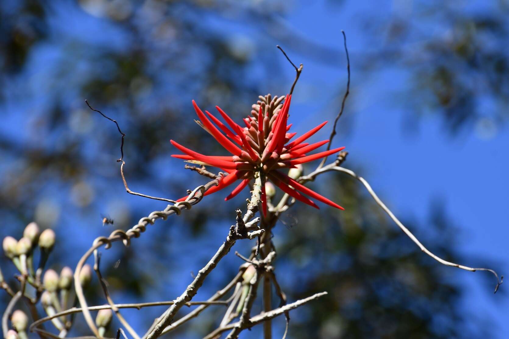 Image of Erythrina goldmanii Standl.