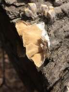 Image of Trametes ochracea (Pers.) Gilb. & Ryvarden 1987