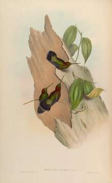 Image of Doryfera Gould 1847