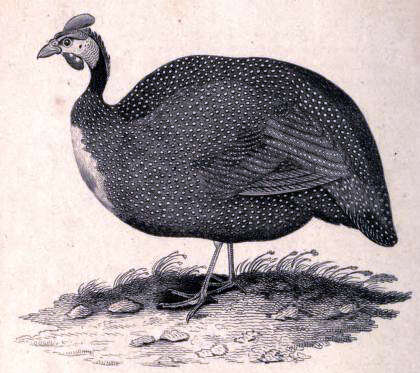 Image of Numida Linnaeus 1764
