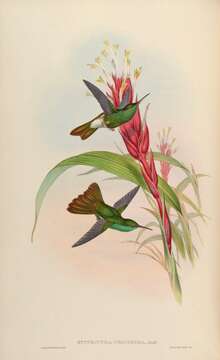 صورة Chalybura urochrysia (Gould 1861)