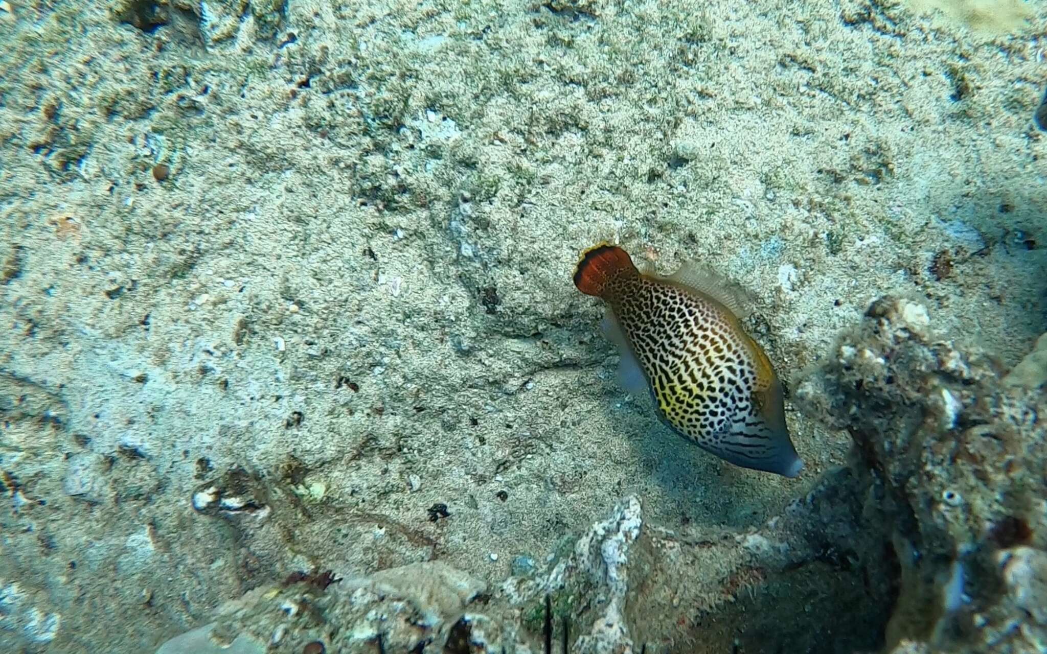 Image of Fantail filefish