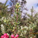 Plancia ëd Vaccinium reticulatum Sm.