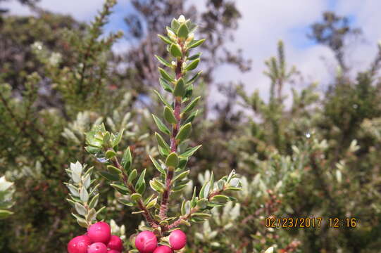 Plancia ëd Vaccinium reticulatum Sm.