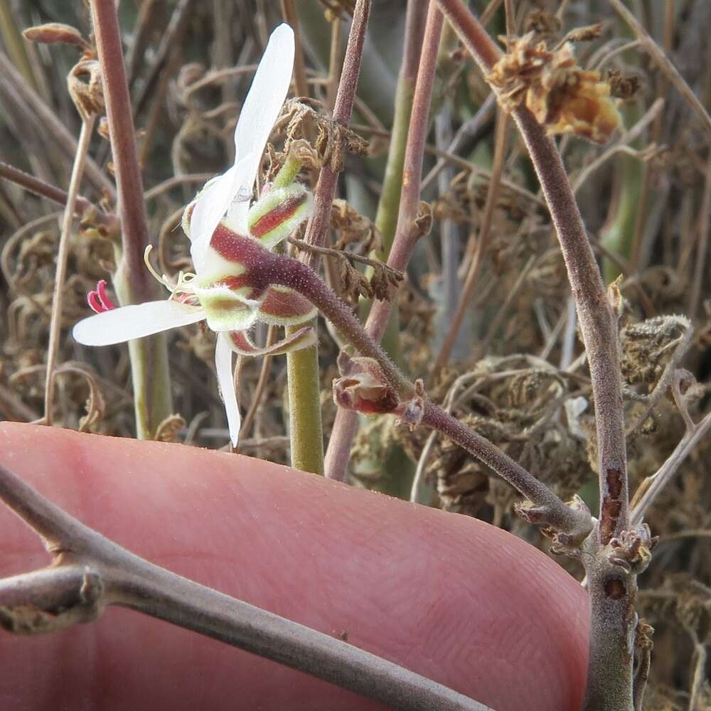 Image of Pelargonium carnosum (L.) L'Her.