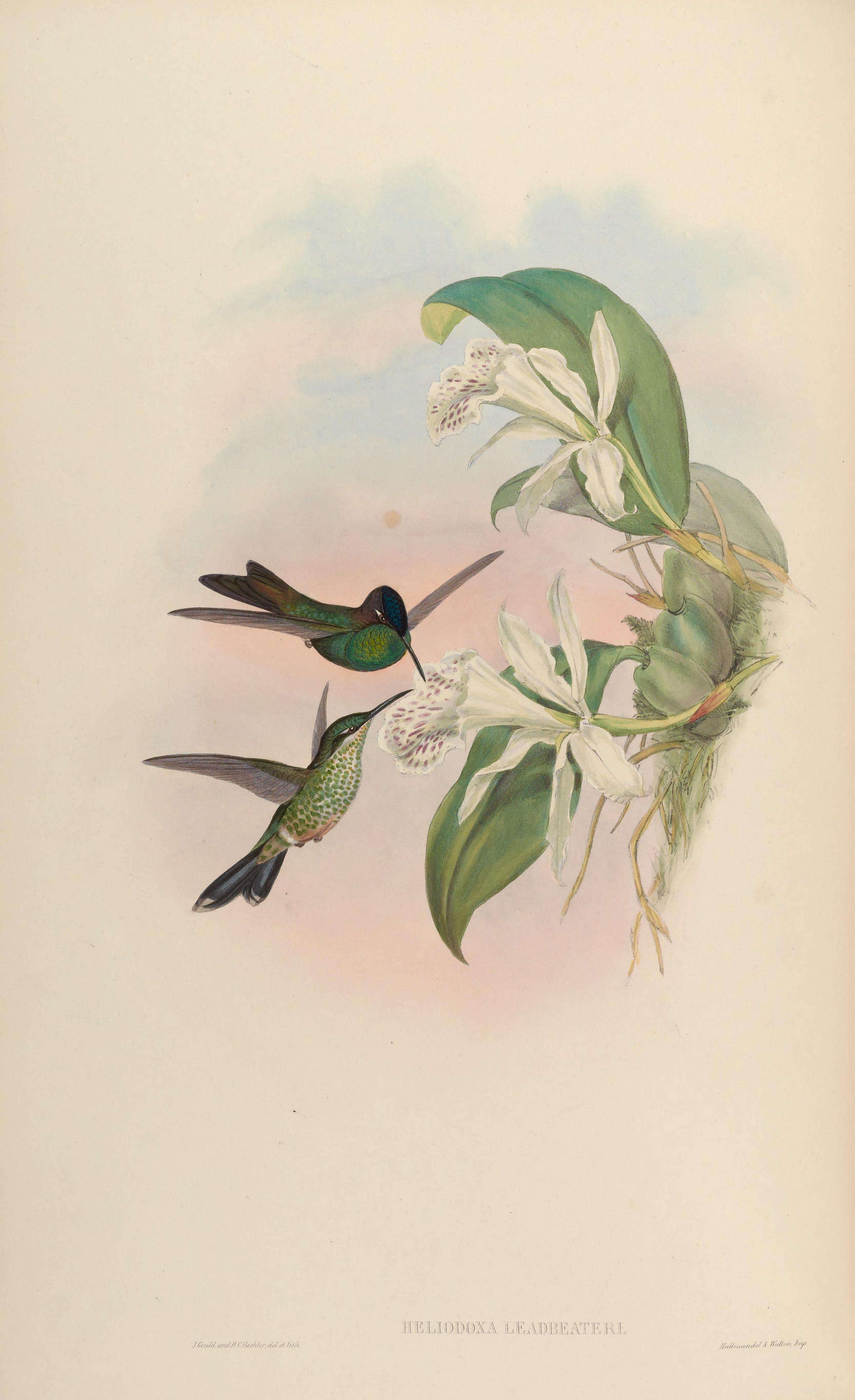 Image of Heliodoxa Gould 1850