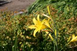 Imagem de Hemerocallis lilioasphodelus L.