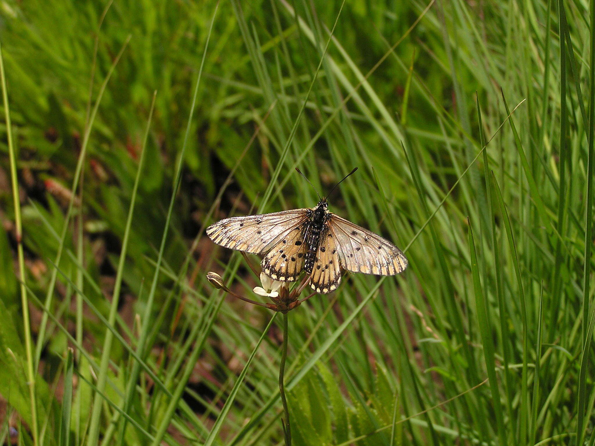 Image de Acraea anacreon Trimen 1868