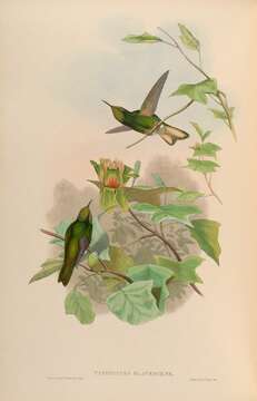 Image of Buff-tailed Coronet