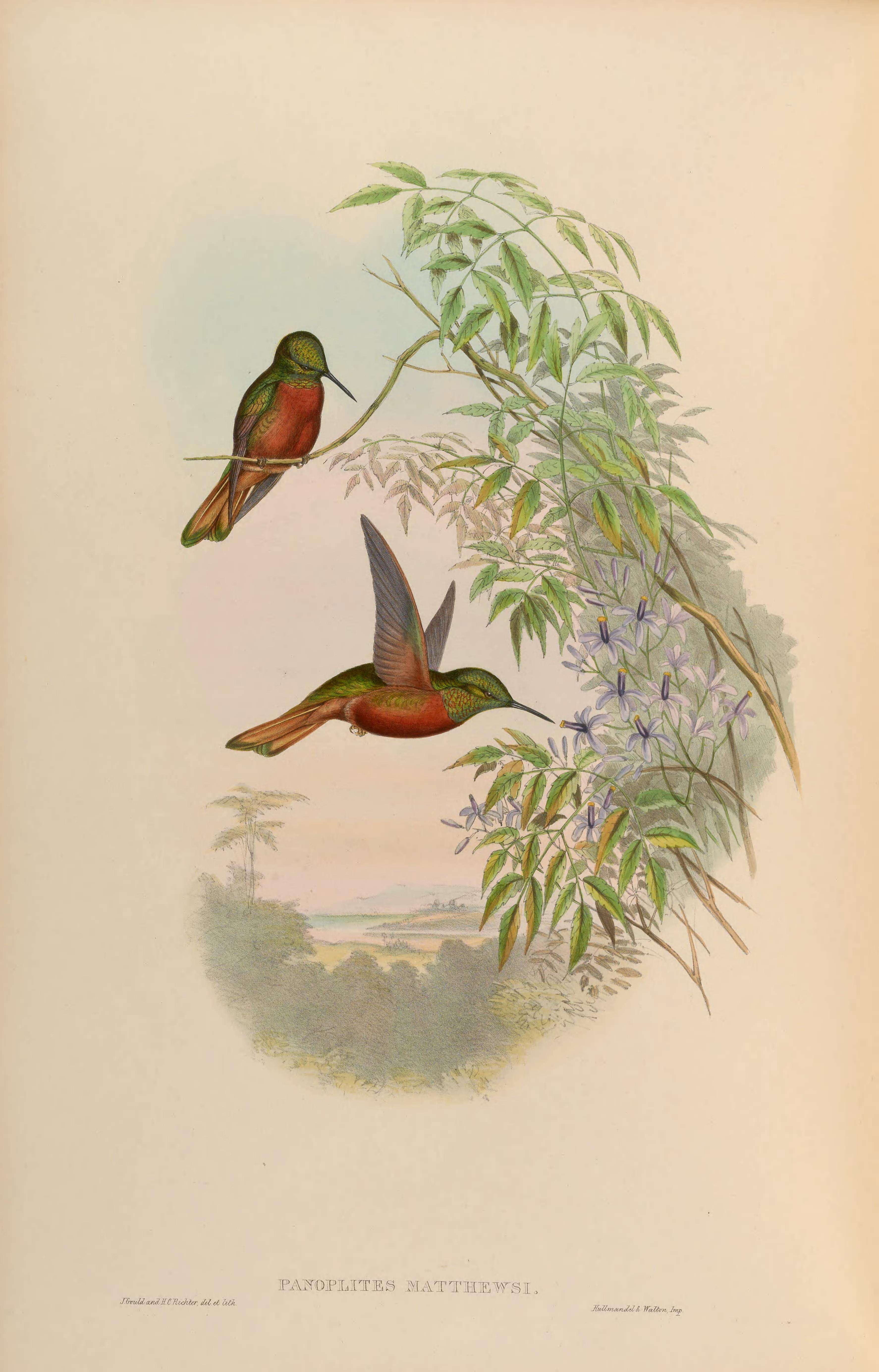 Image of Chestnut-breasted Coronet