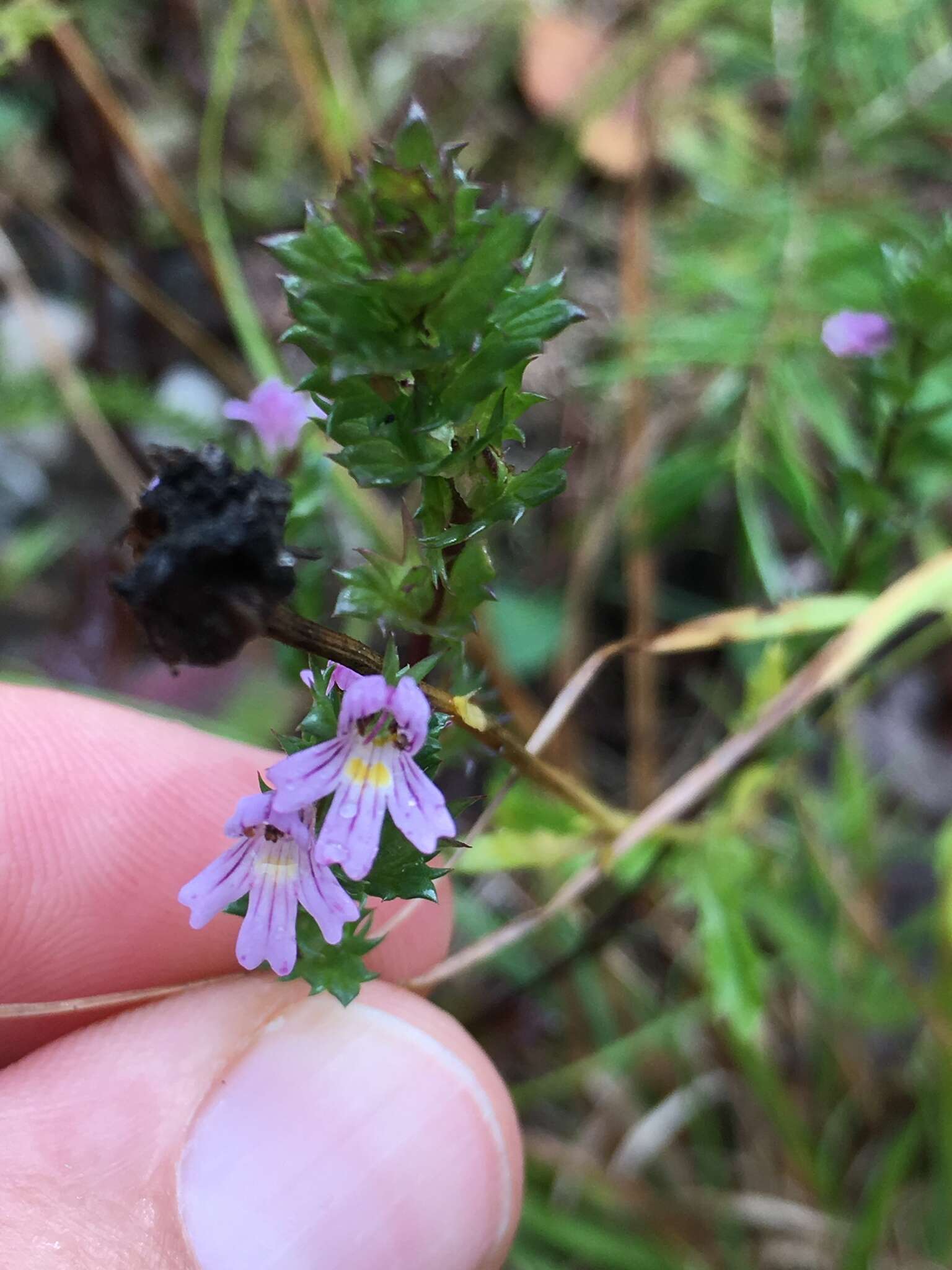 Слика од Euphrasia stricta D. Wolff ex J. F. Lehm.